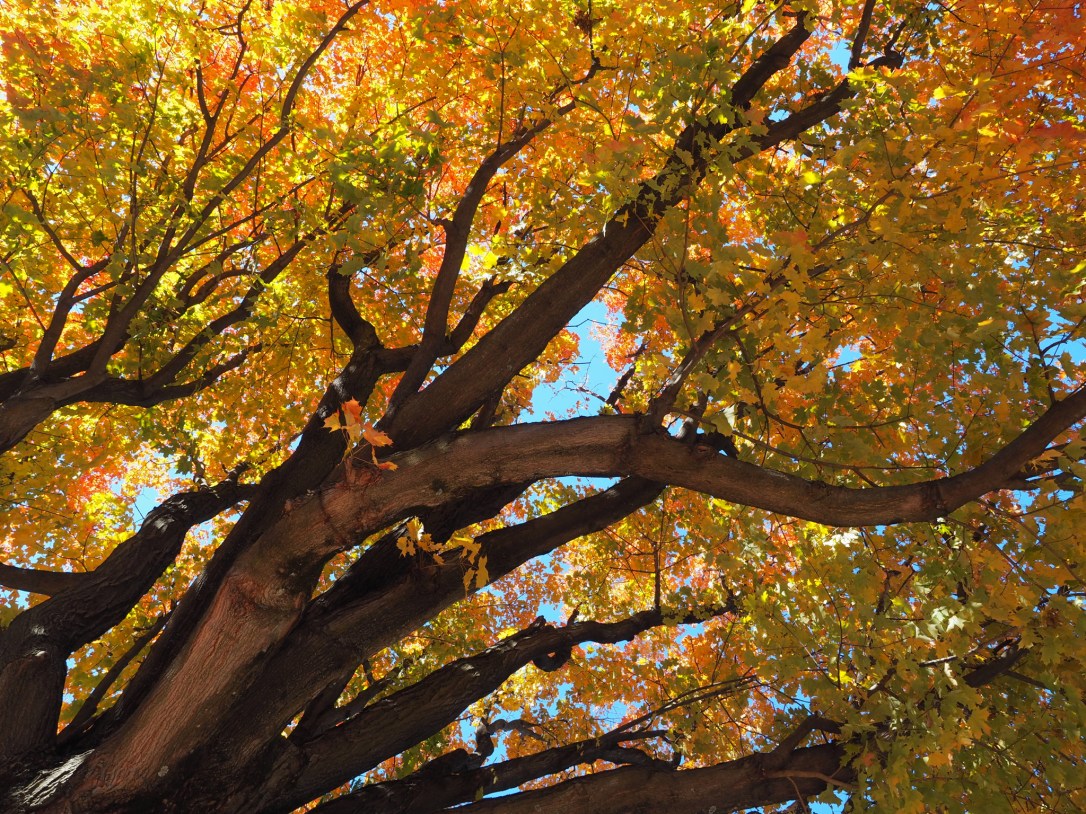 015803106471b6a513e5704911f23f1ab46f1b2551